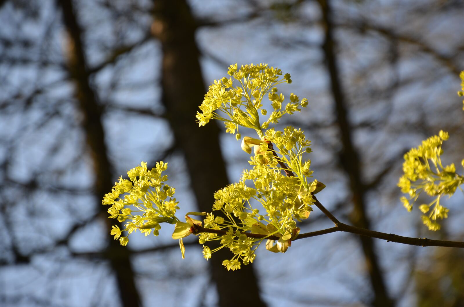 Nikon D5100 sample photo. Flowers, forest, nature photography