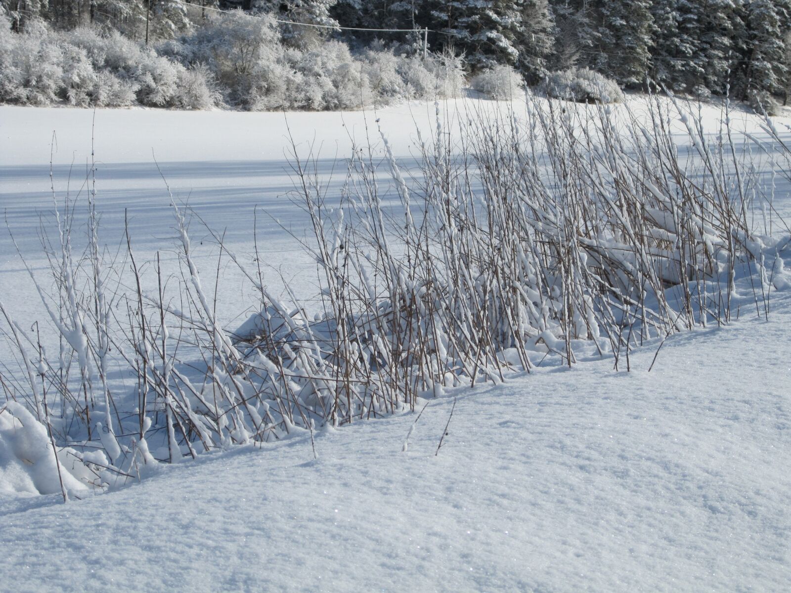 Canon PowerShot SD780 IS (Digital IXUS 100 IS / IXY Digital 210 IS) sample photo. Winter, snow, grass photography