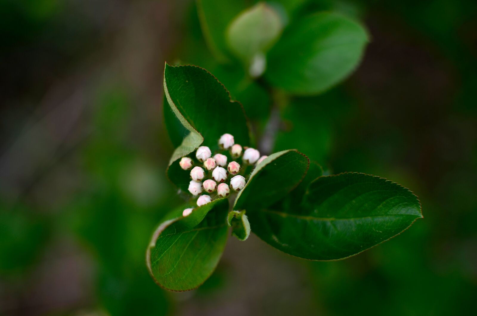 Nikon D7000 sample photo. Aronia, flowers, donuts photography