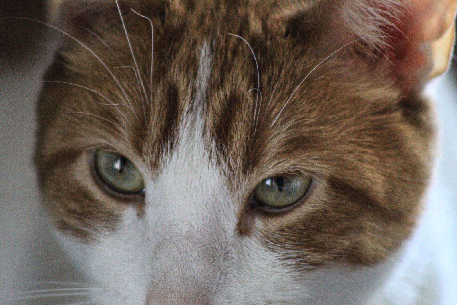 Canon EOS 4000D (EOS Rebel T100 / EOS 3000D) sample photo. Cat, brown, white photography