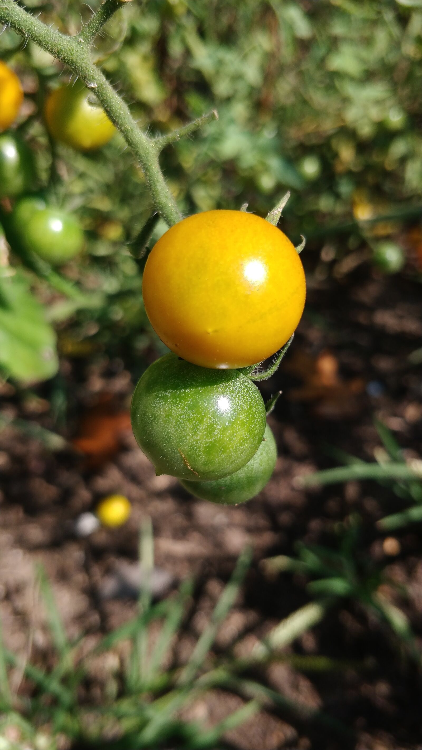 OnePlus 5 sample photo. Tomatoes, vegetable, garden photography