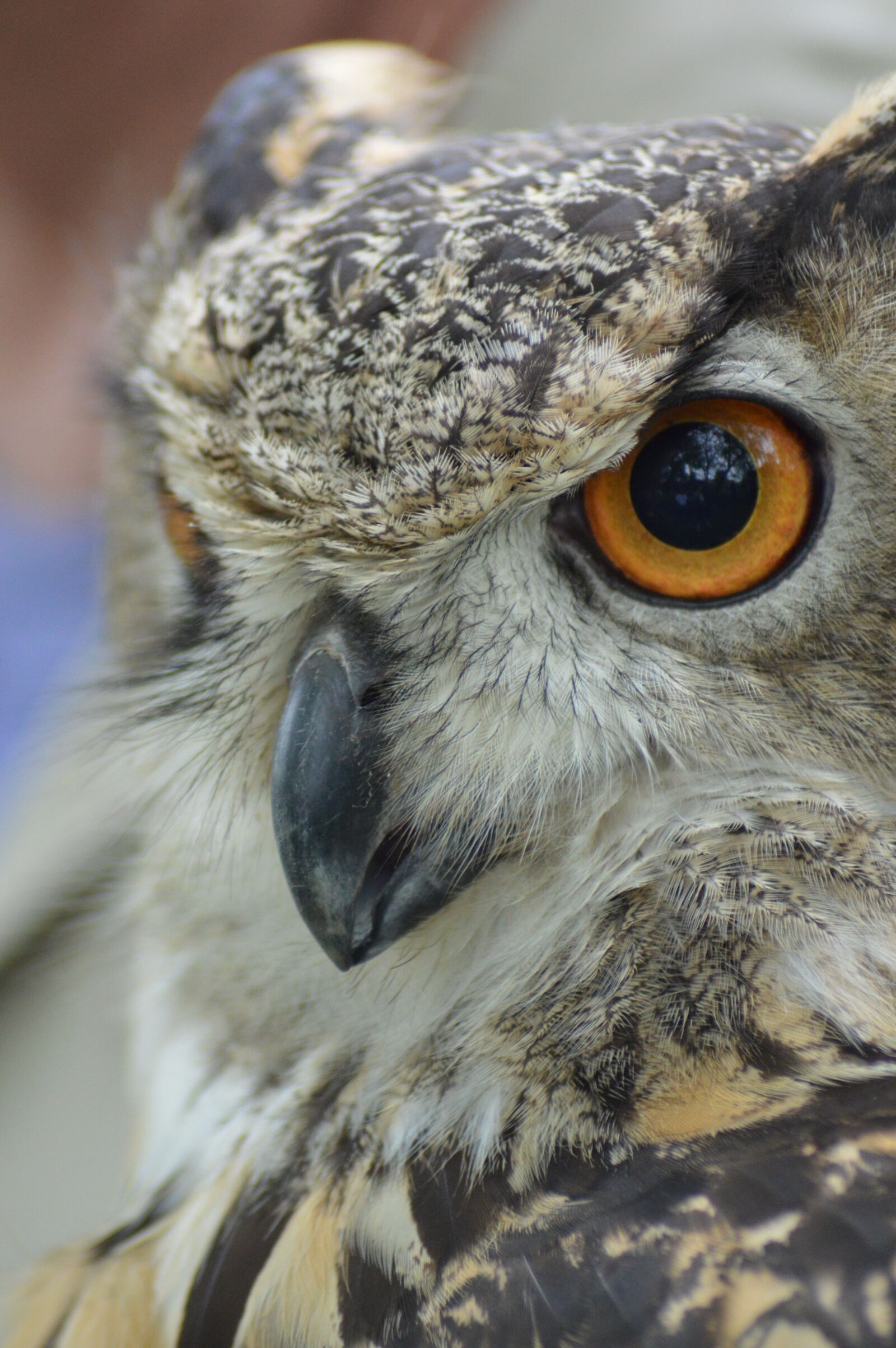 Nikon D3200 sample photo. Owl, great horned owl photography
