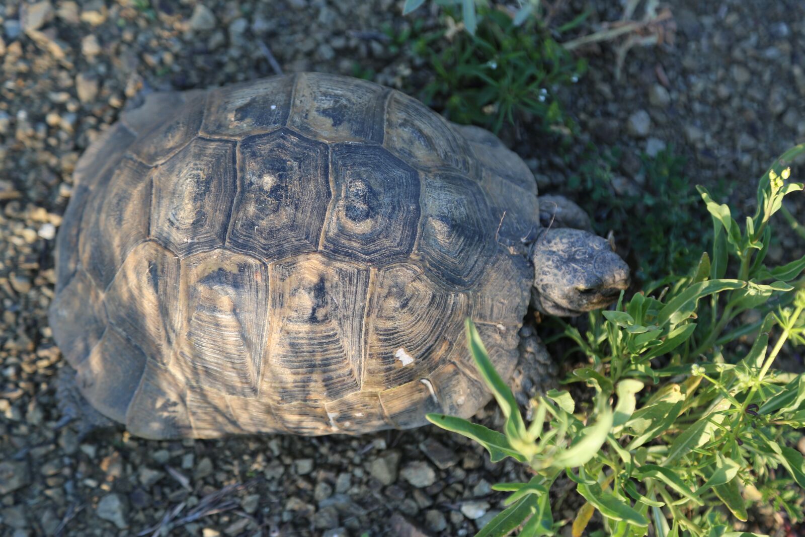 Canon EF 24-105mm F4L IS USM sample photo. Tortoise, animal, nature photography