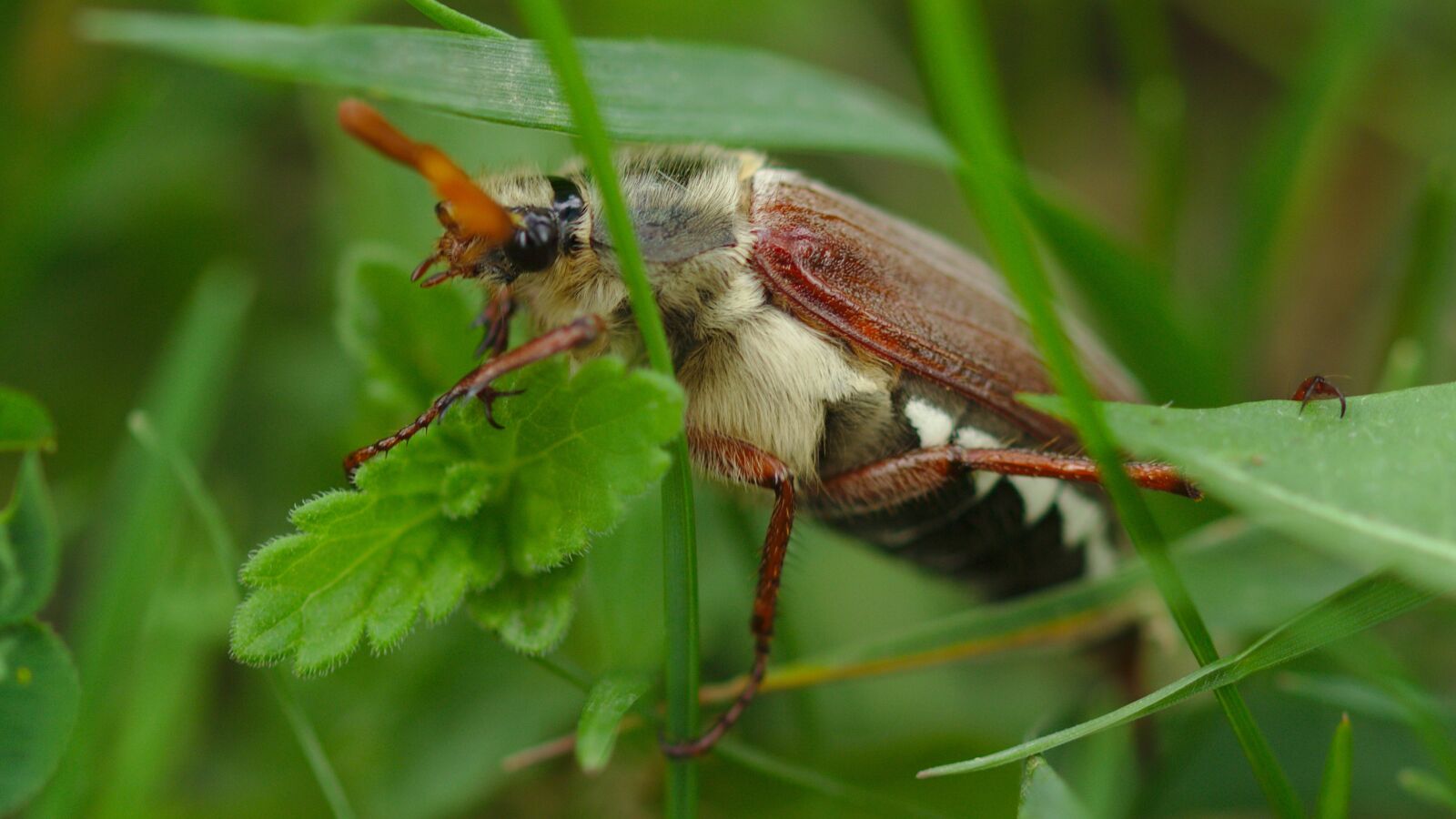 Canon EOS 600D (Rebel EOS T3i / EOS Kiss X5) sample photo. Green, grass, spring photography