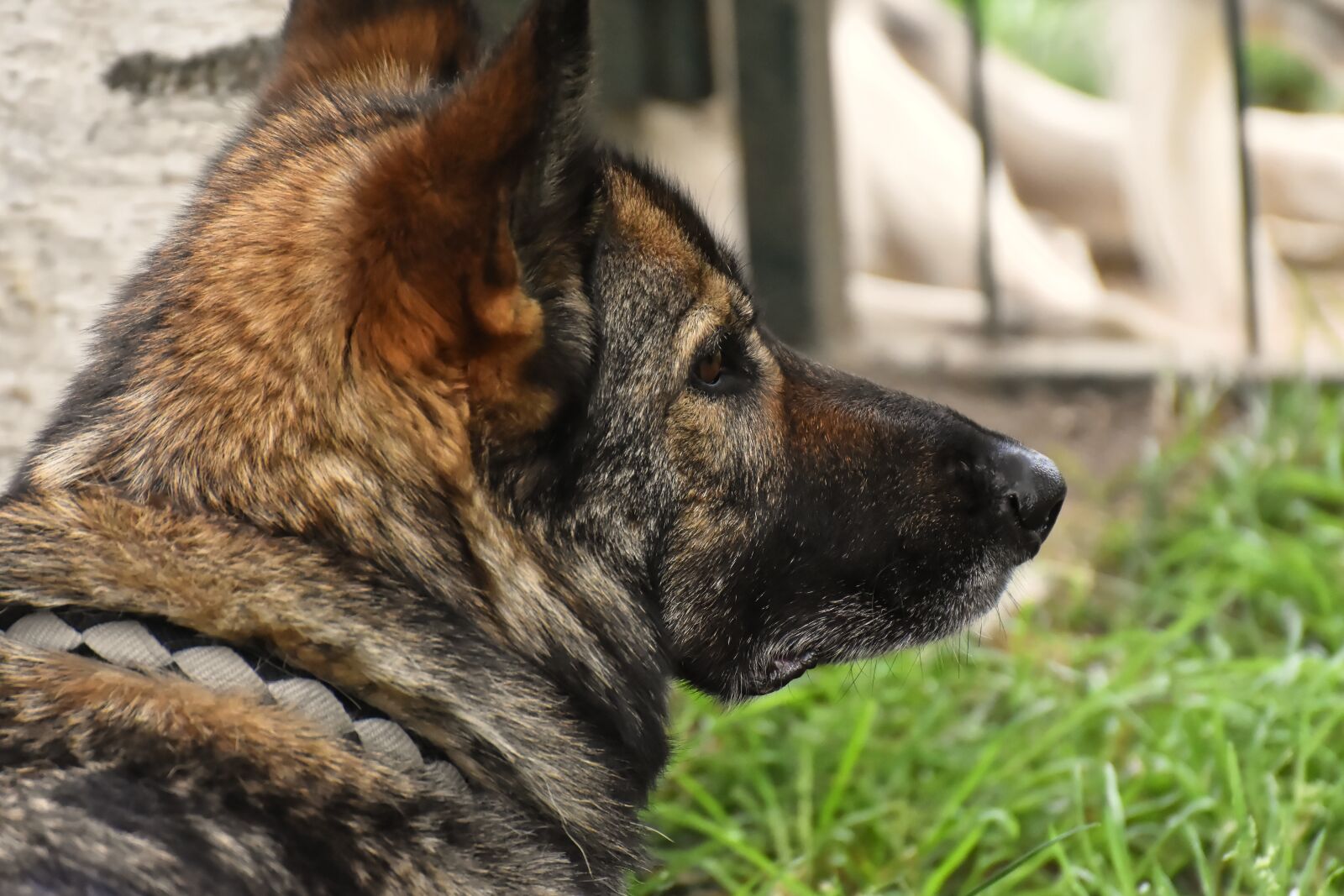 Nikon D7200 sample photo. Sch fer dog, pet photography