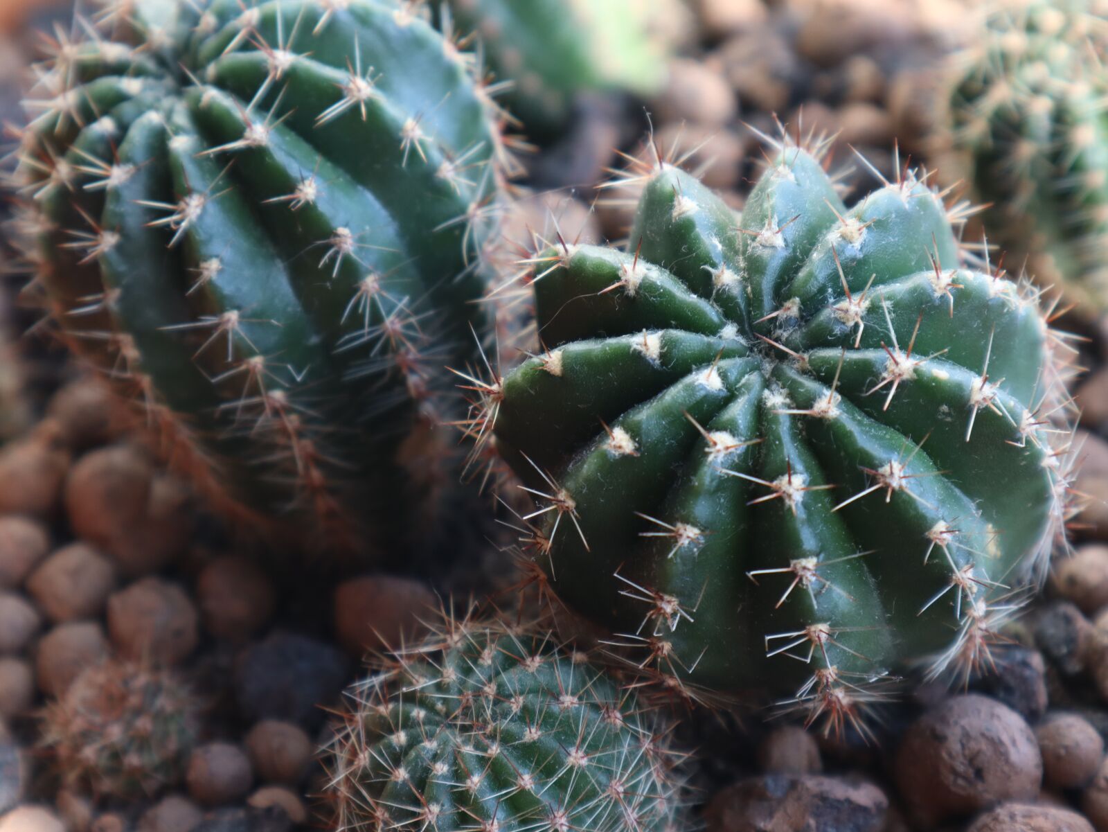 Canon EOS M50 (EOS Kiss M) sample photo. Cactus, cacti, barb photography