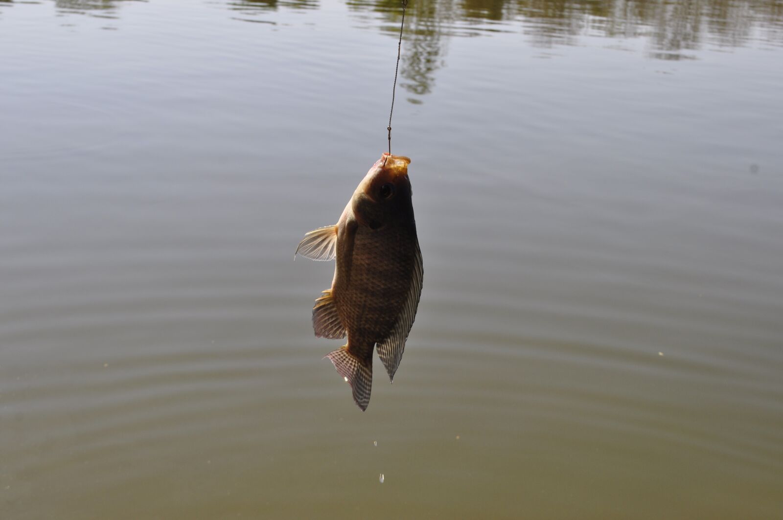 Nikon D5000 sample photo. Lake, fish-pay, fishing boat photography