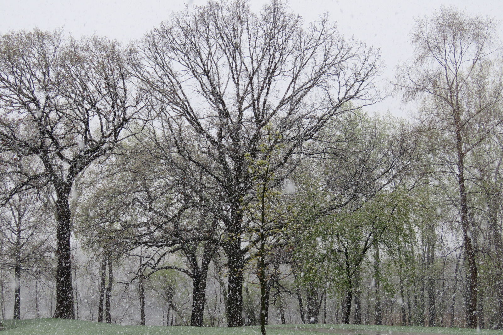 Canon PowerShot SX60 HS sample photo. Snow, flakes, tree, winter photography