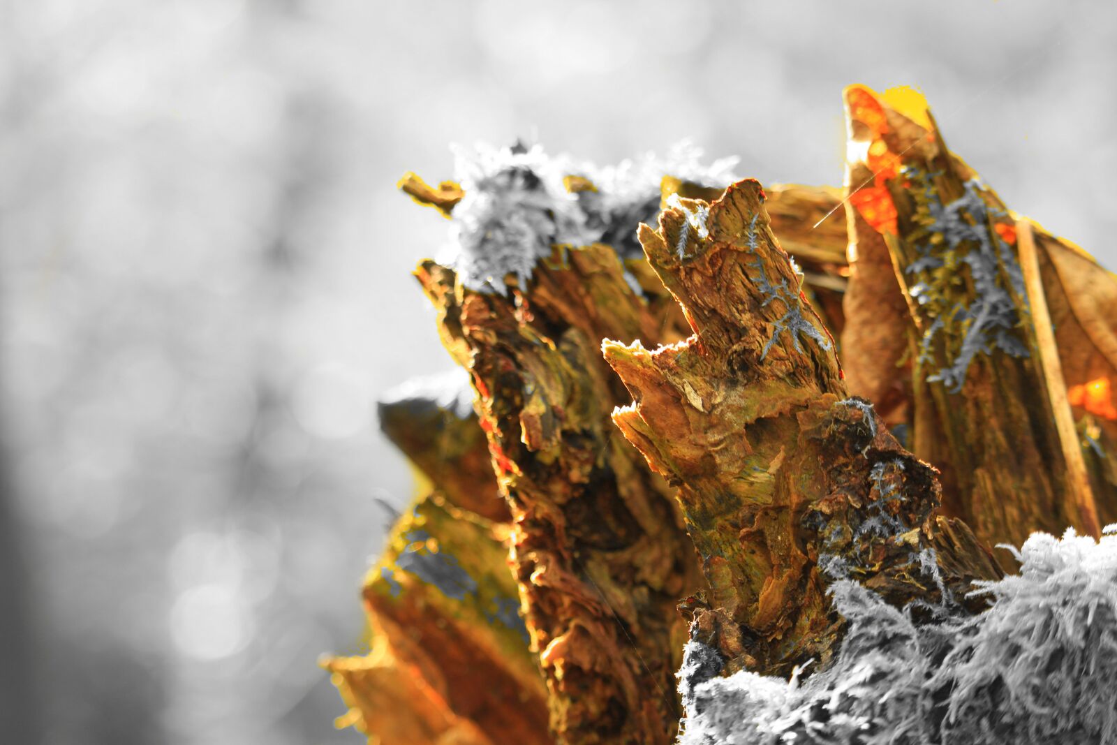 Canon EOS 1200D (EOS Rebel T5 / EOS Kiss X70 / EOS Hi) sample photo. Log, forest, moss photography