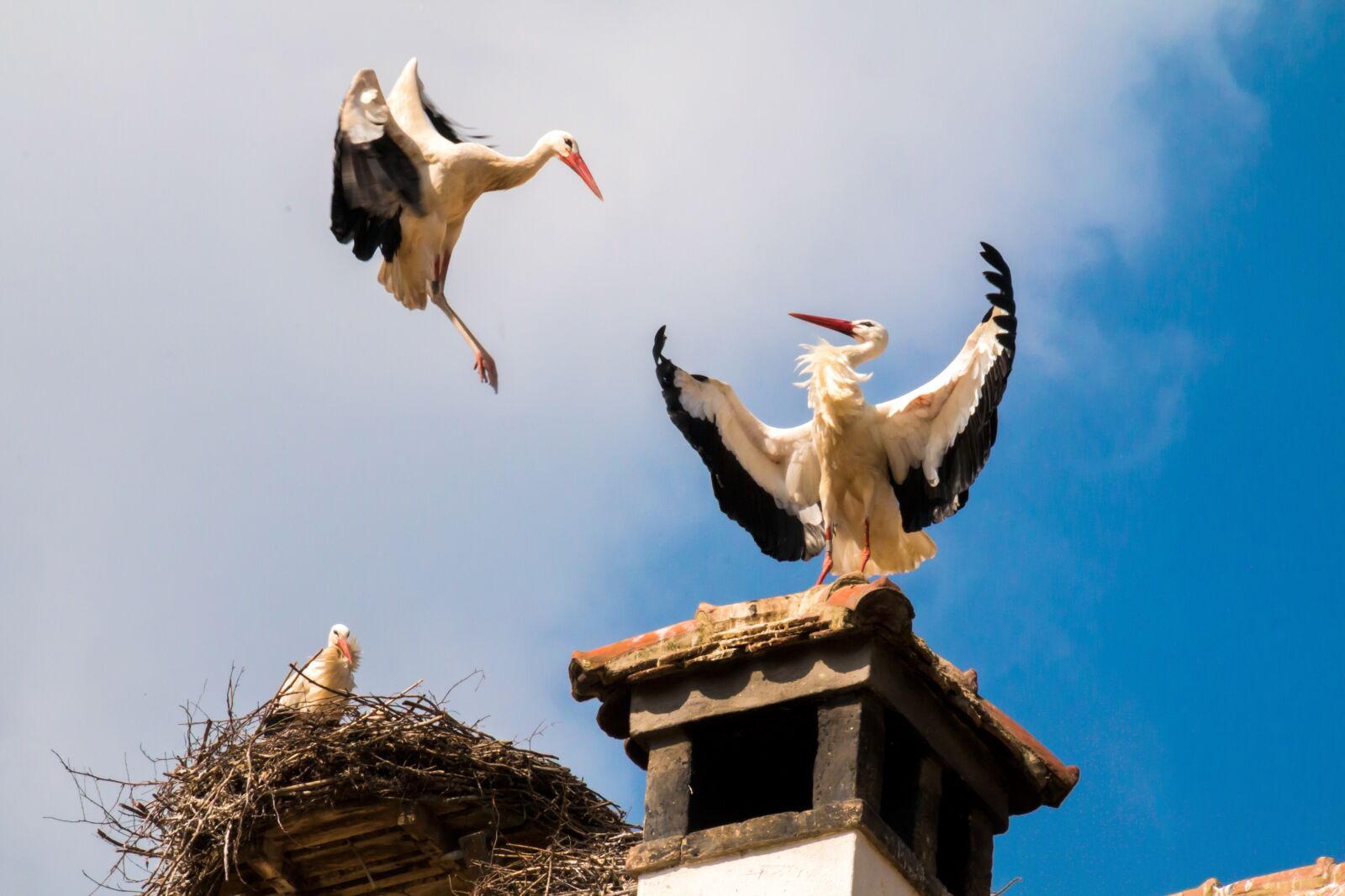 Canon EOS 70D sample photo. Storks, birds, animal photography