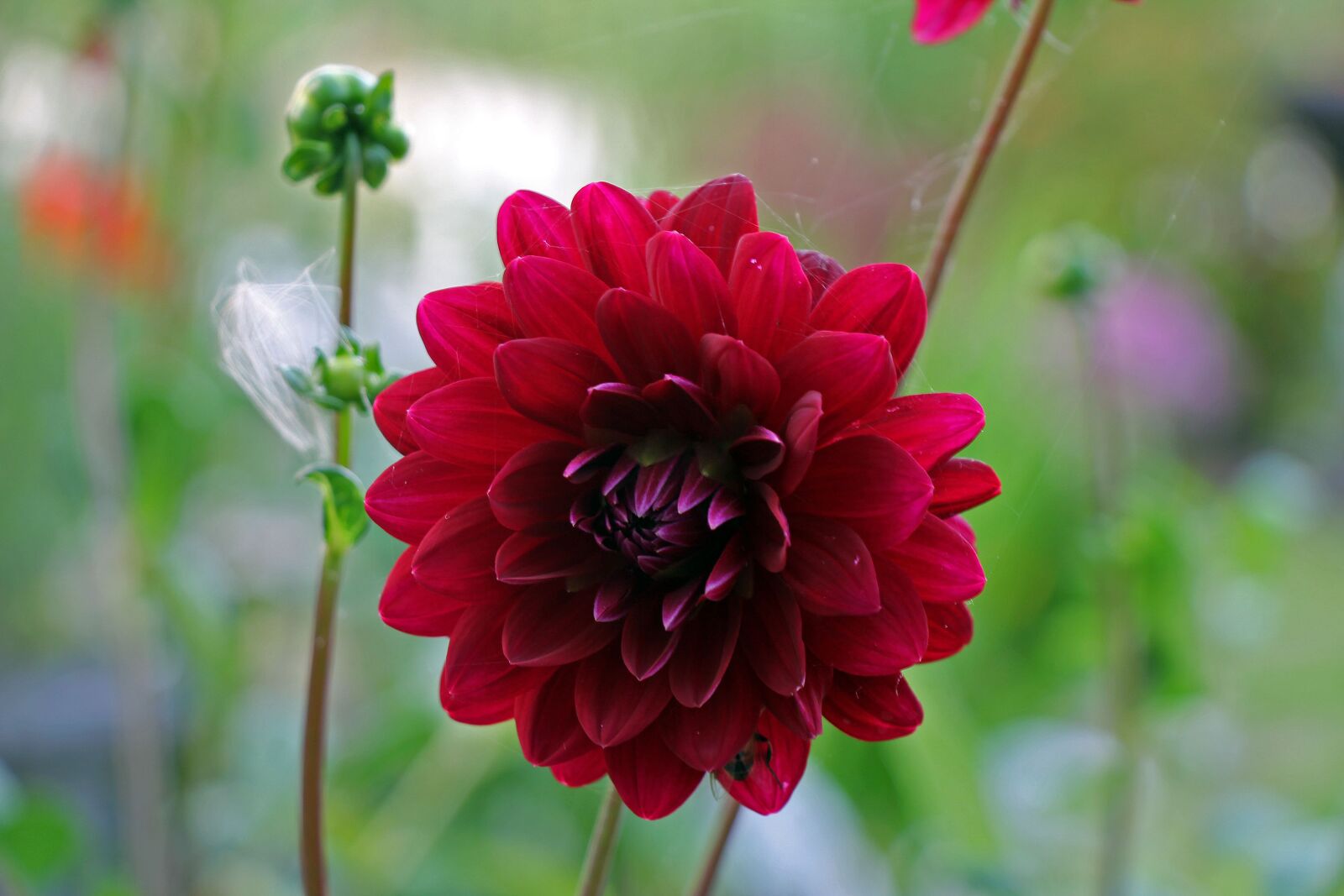 Canon EF-S 18-135mm F3.5-5.6 IS USM sample photo. Dahlia, flower, plant photography