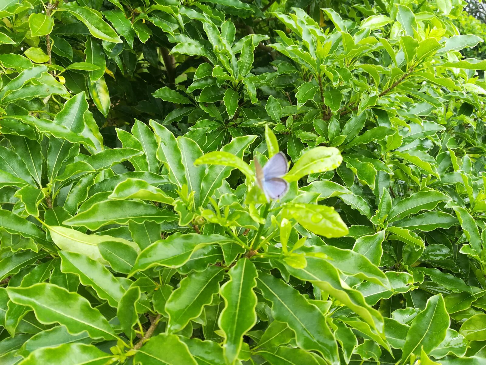 HUAWEI P10 lite sample photo. Butterfly, tree, nature photography