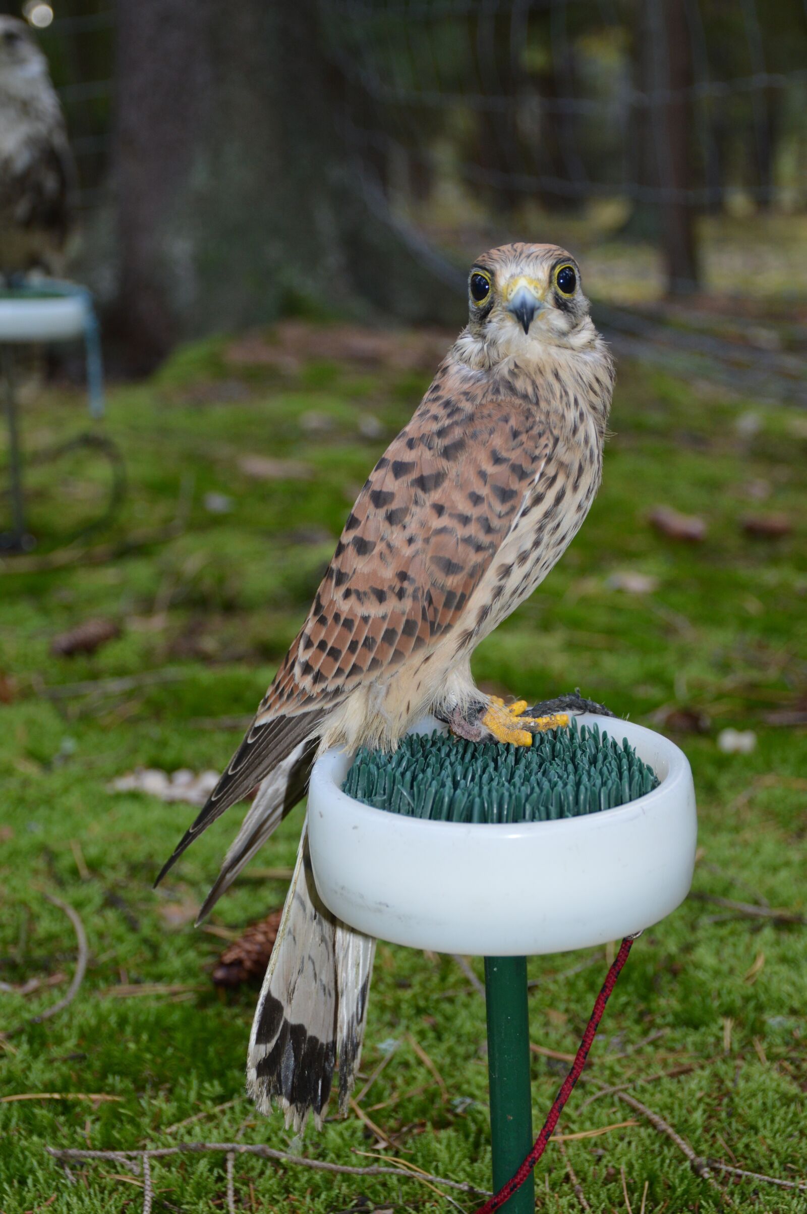 Nikon D3200 sample photo. Bird, predator, sitting photography
