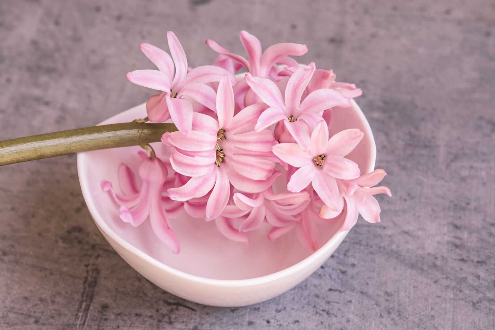 Nikon D7100 sample photo. Hyacinth, pink, pink hyacinth photography