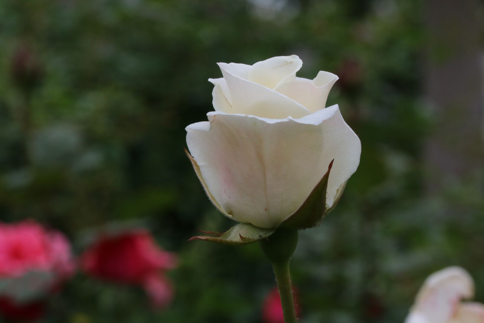 Canon EOS 750D (EOS Rebel T6i / EOS Kiss X8i) sample photo. Rose, flowers, beautiful photography