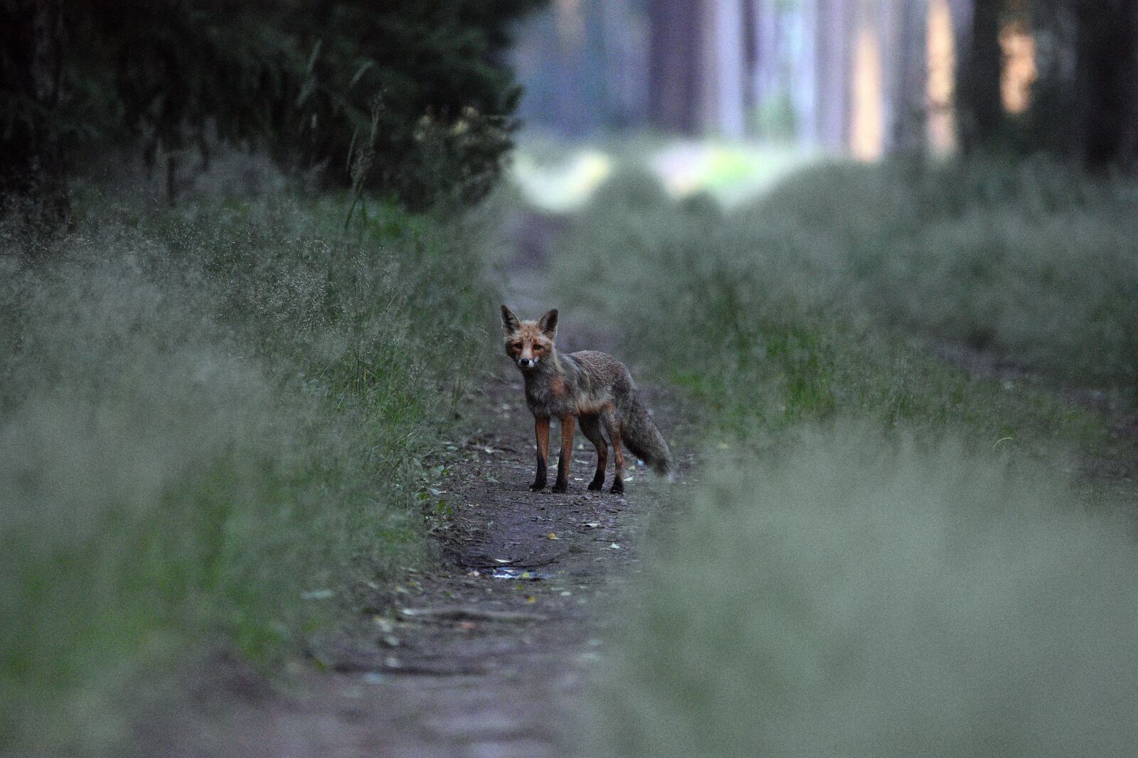 Nikon D3400 sample photo. Fox, way, rudy photography