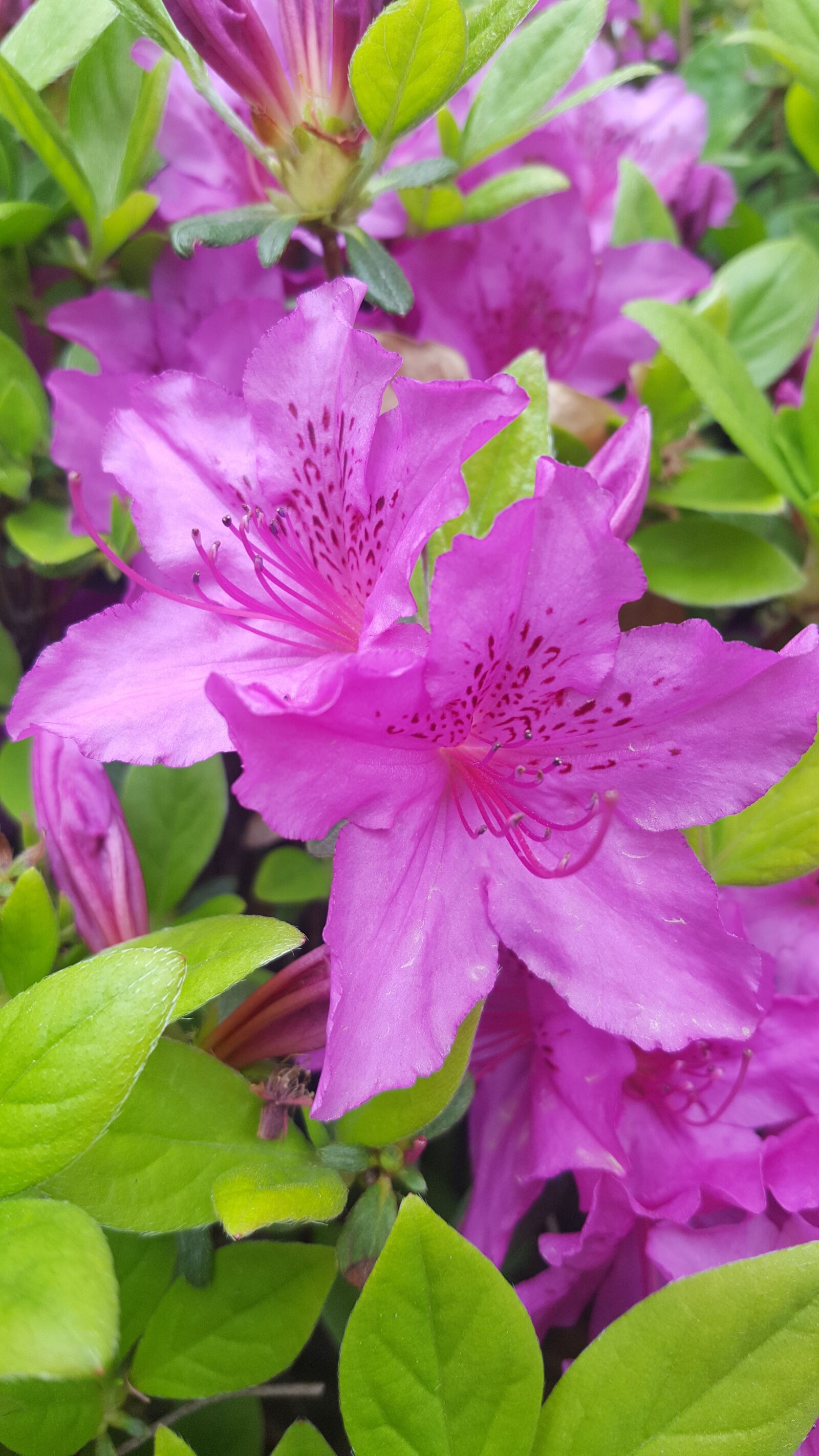 Samsung Galaxy S6 sample photo. Azalea, flowers, spring flowers photography