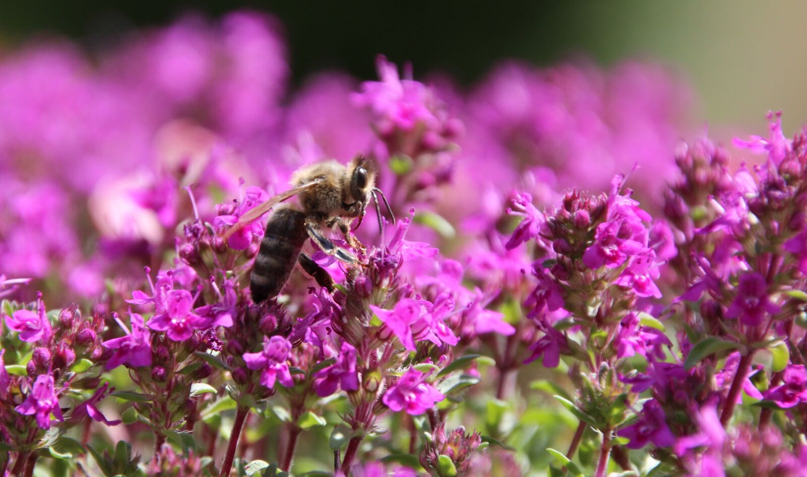 Canon EOS 1200D (EOS Rebel T5 / EOS Kiss X70 / EOS Hi) sample photo. Bee, insect, close up photography