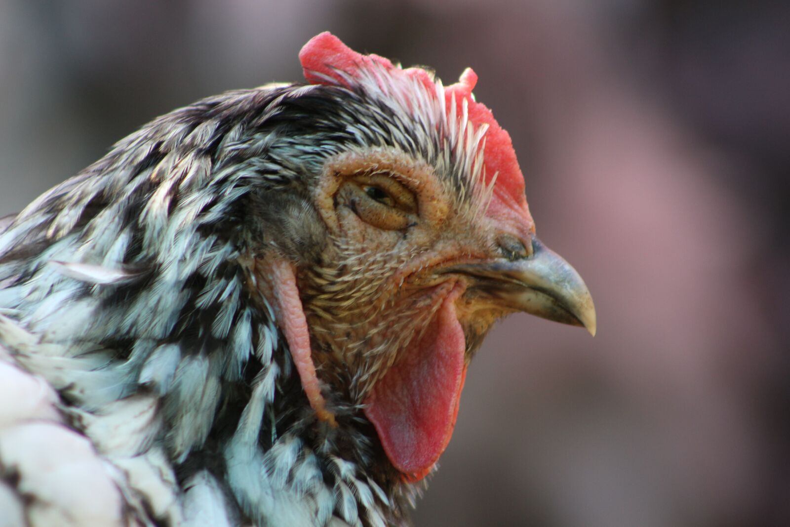Canon EF75-300mm f/4-5.6 sample photo. Chicken, hen, poultry photography