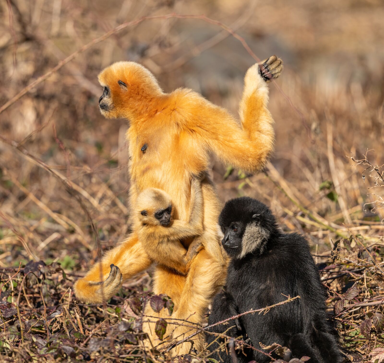 Nikon D850 sample photo. Gibbon, family, monkey photography
