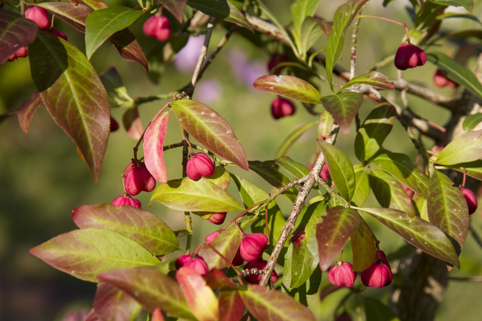 Canon EOS 7D sample photo. Spindle, euonymus europaeus, pfaff photography