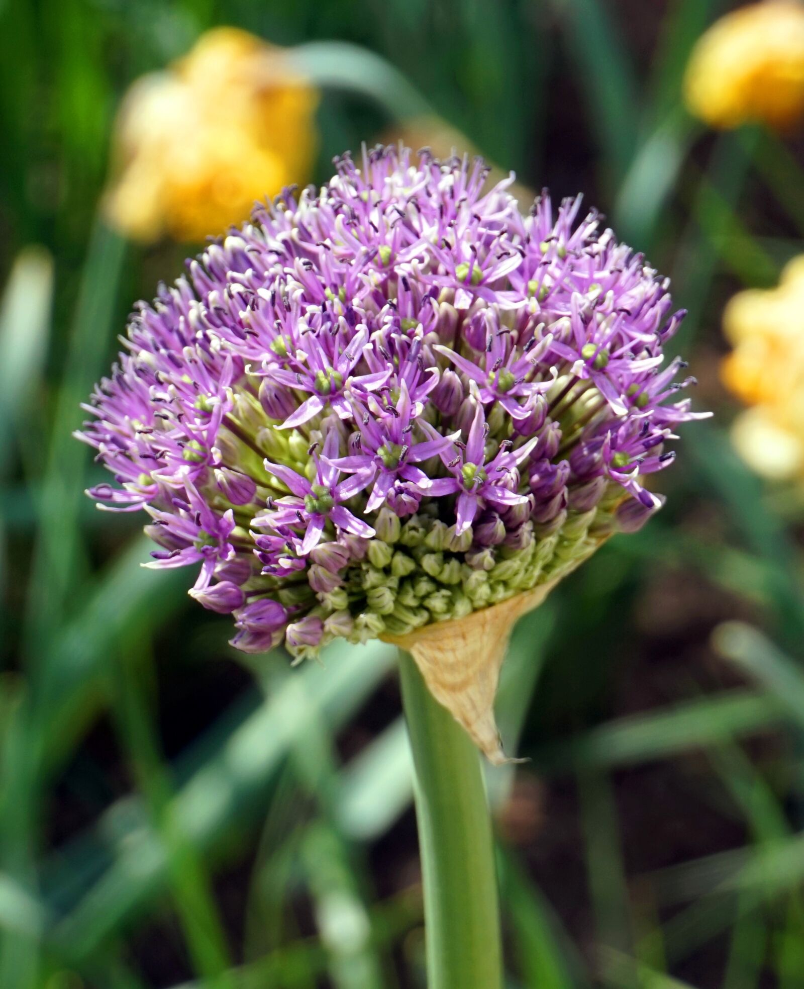 Sony Alpha a5000 (ILCE 5000) sample photo. Flower, plant, nature photography