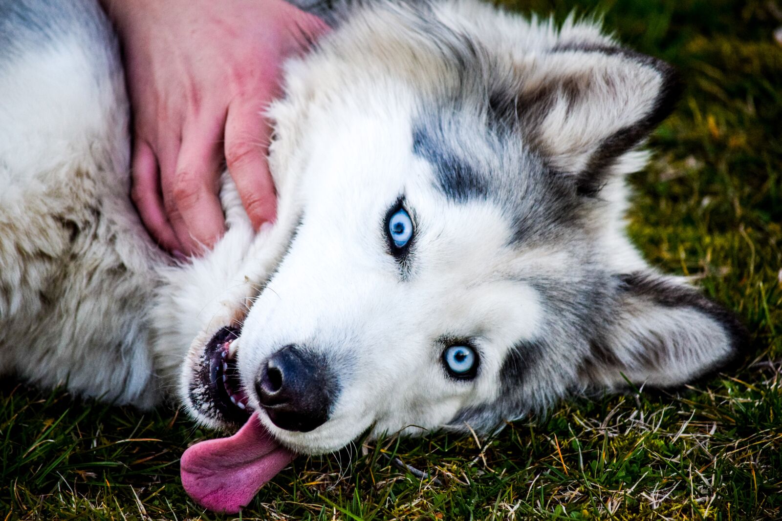 Nikon D3300 sample photo. Dog, blue eyes, love photography