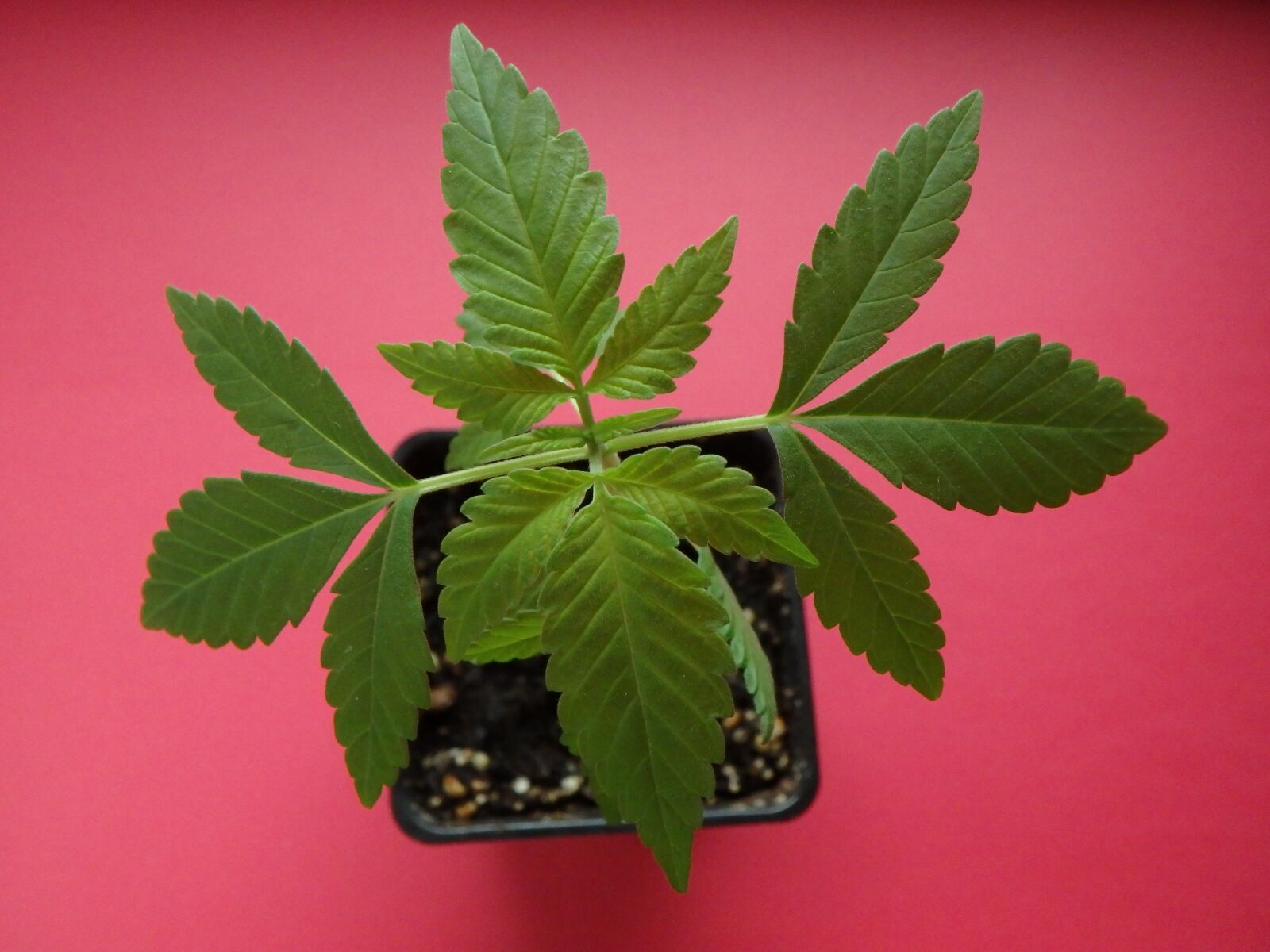 Olympus TG-860 sample photo. Cannabis, seedling, flora photography