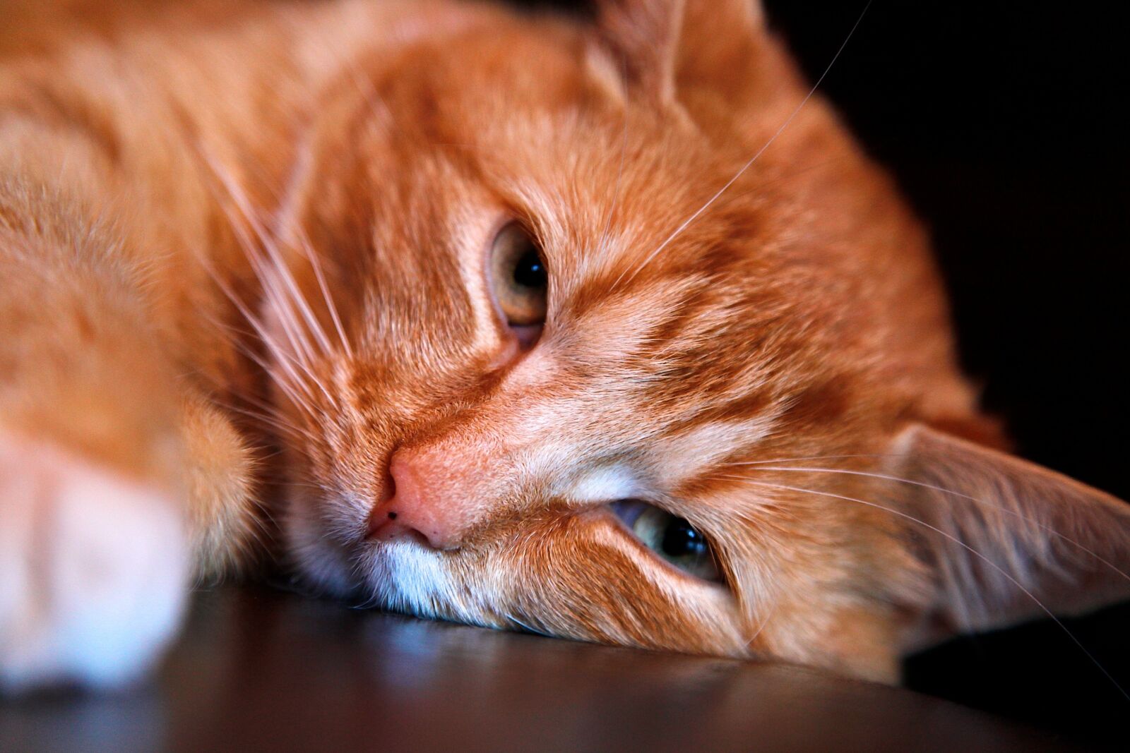 Canon EOS 5D Mark II sample photo. Cat, animal, kitten photography