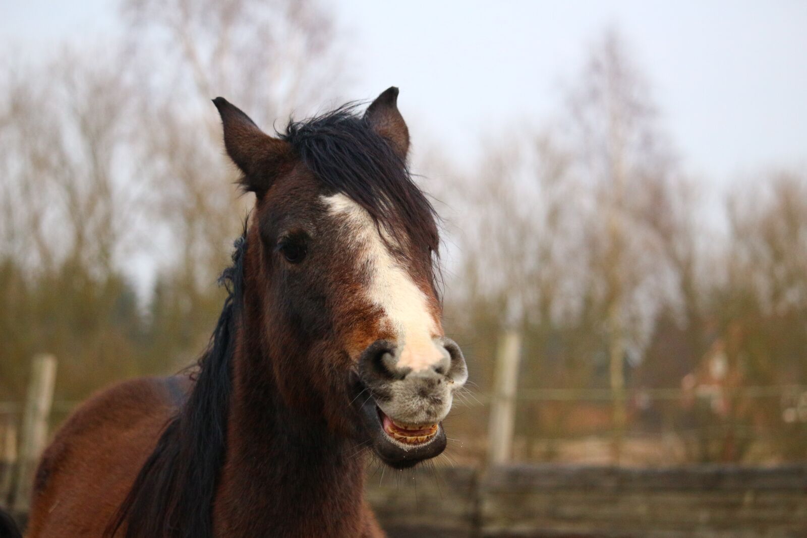 Canon EOS 100D (EOS Rebel SL1 / EOS Kiss X7) sample photo. Horse, horse head, horses photography