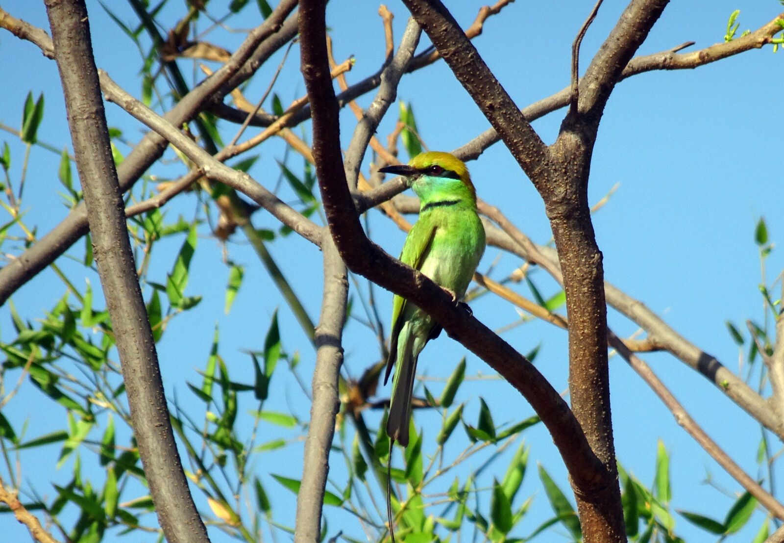 Sony Cyber-shot DSC-HX90V sample photo. Bird, green bee-eater, merops photography