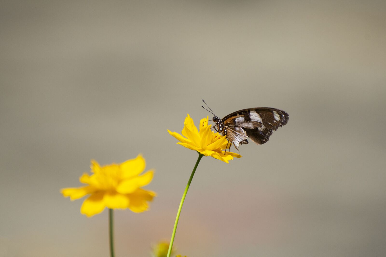 Nikon D7500 sample photo. Pollination, butterfly, flowers photography