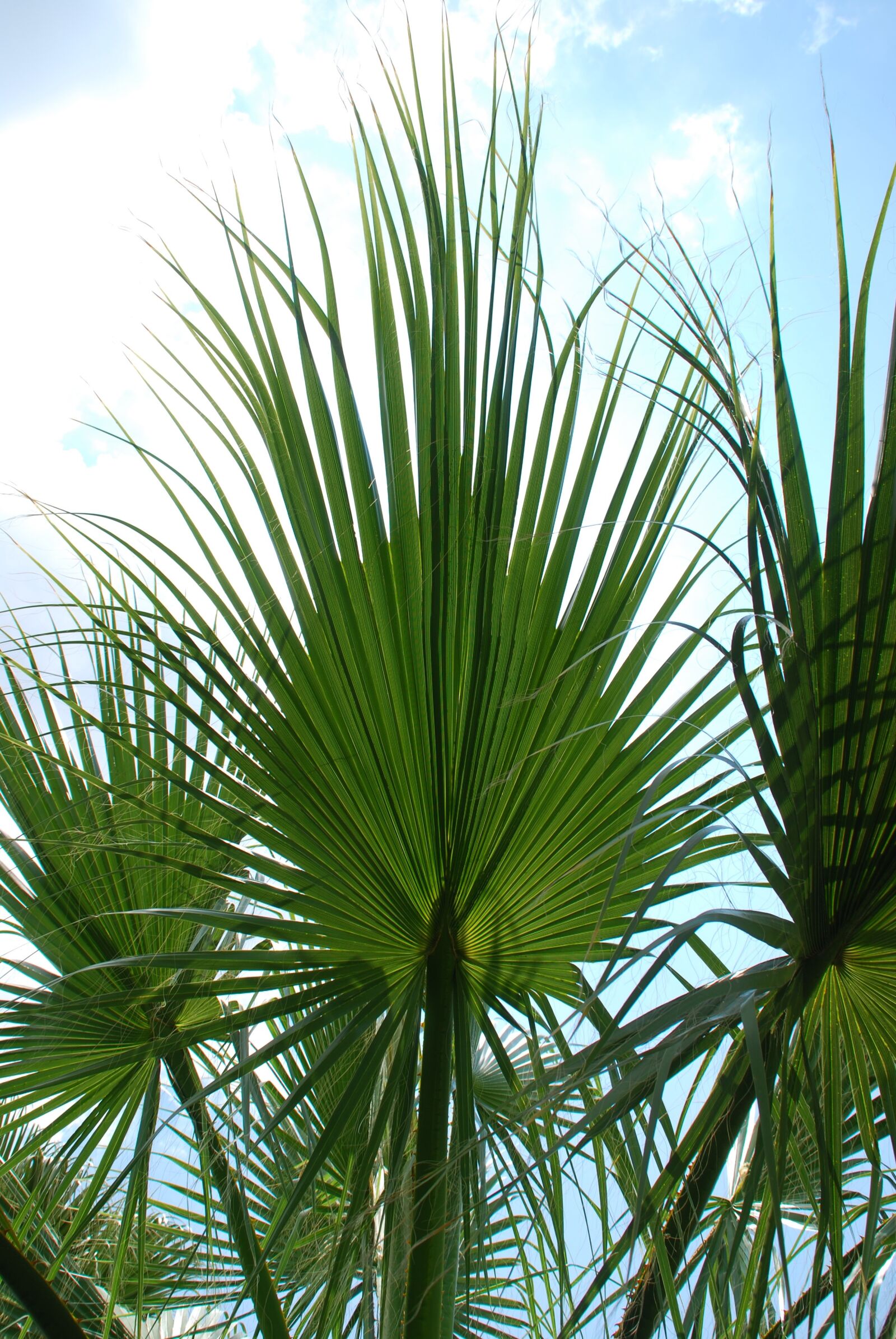 Nikon D60 sample photo. Palm, leaves, sky photography