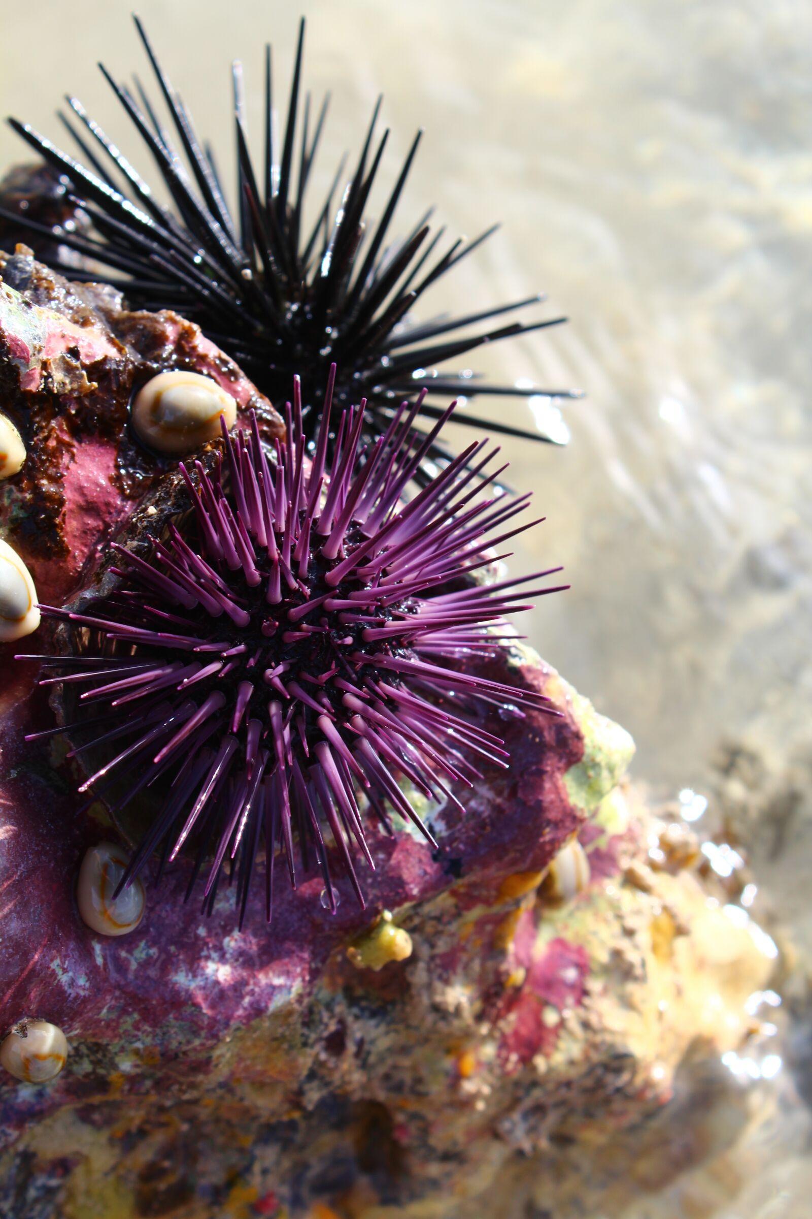 Canon EOS 1200D (EOS Rebel T5 / EOS Kiss X70 / EOS Hi) sample photo. Sea, sea food, urchin photography