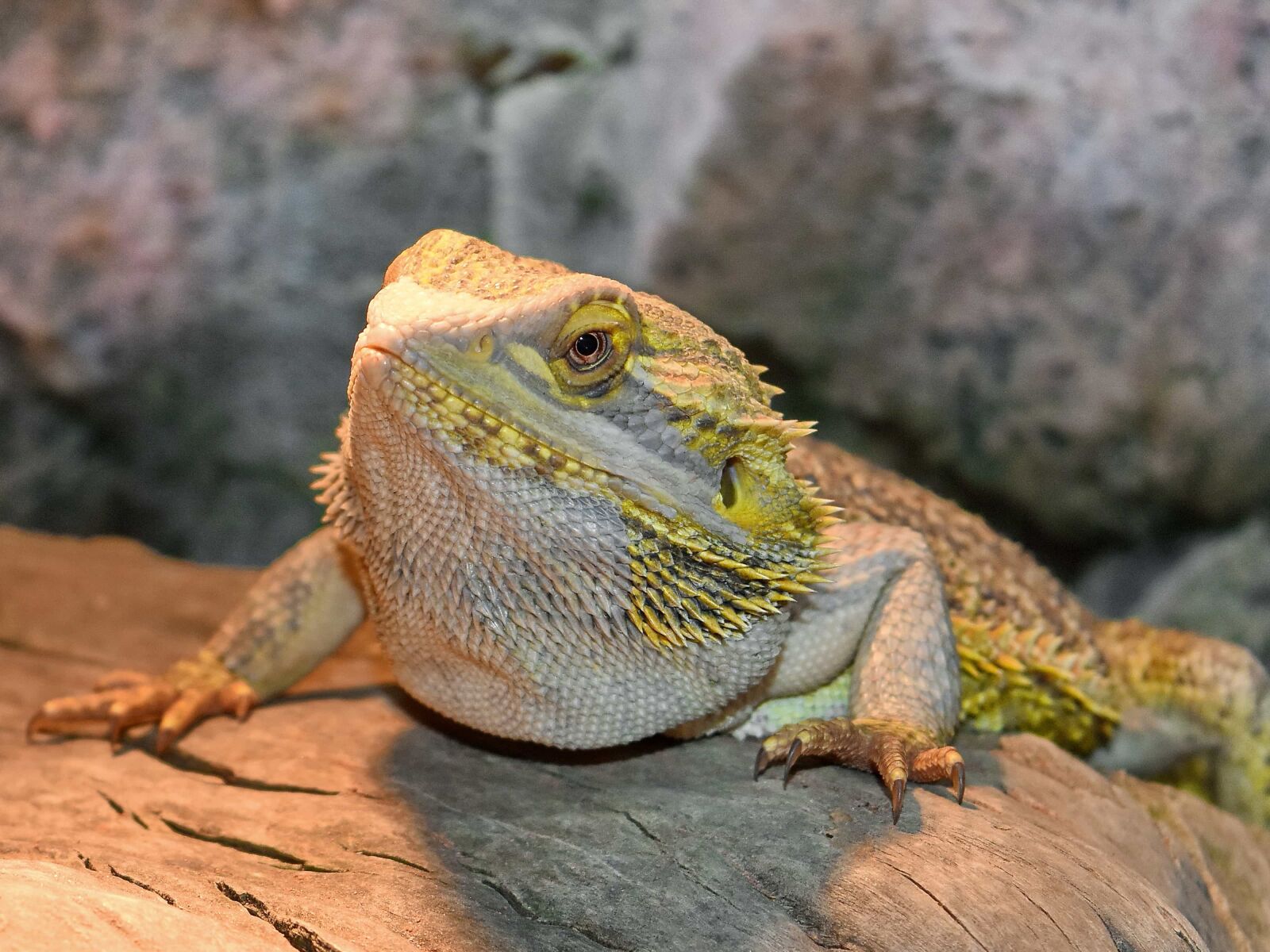 Nikon D5500 sample photo. Camouflage, head, lizard, animal photography