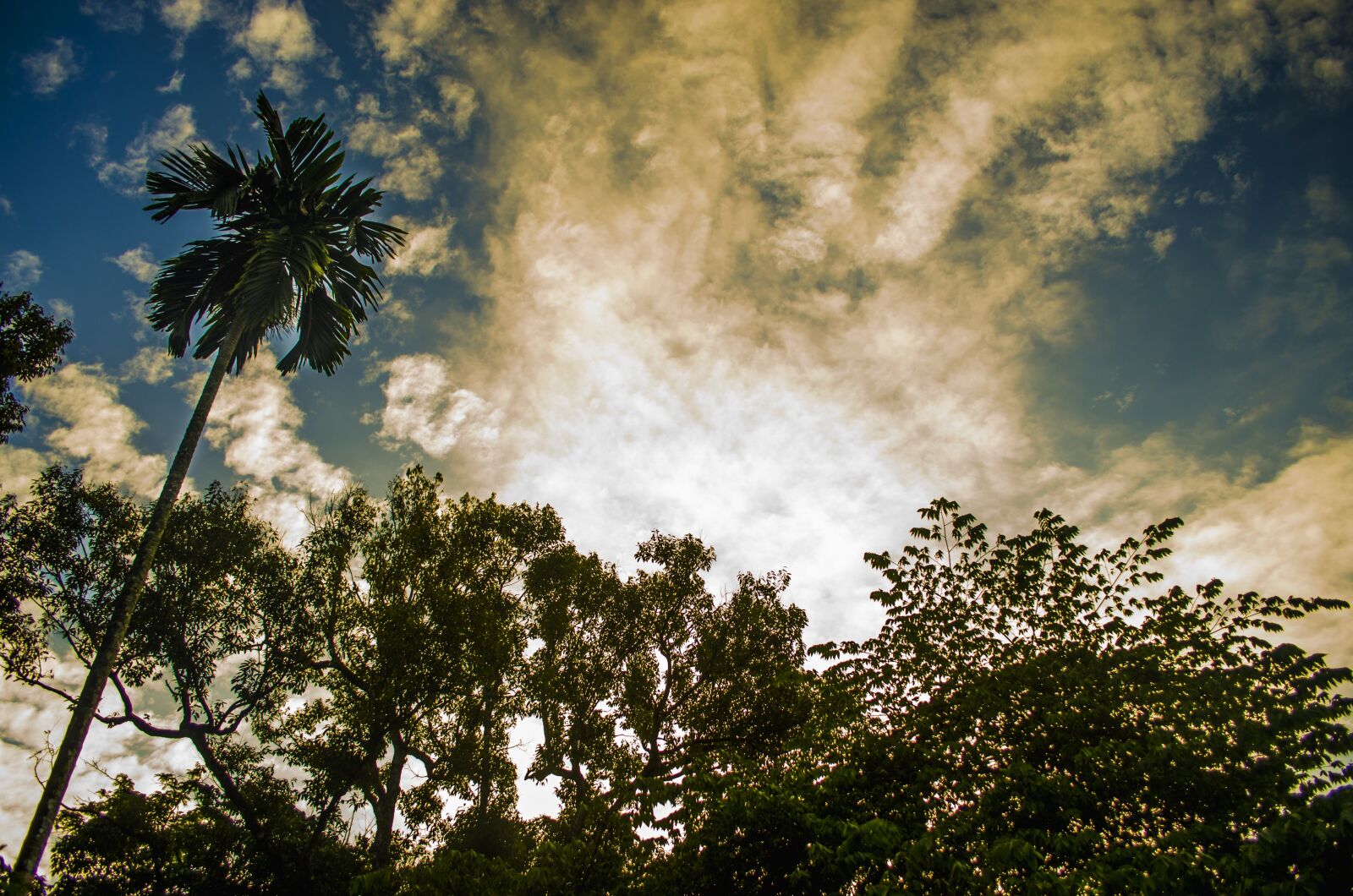 Nikon D7000 sample photo. Tree, nature, landscape photography