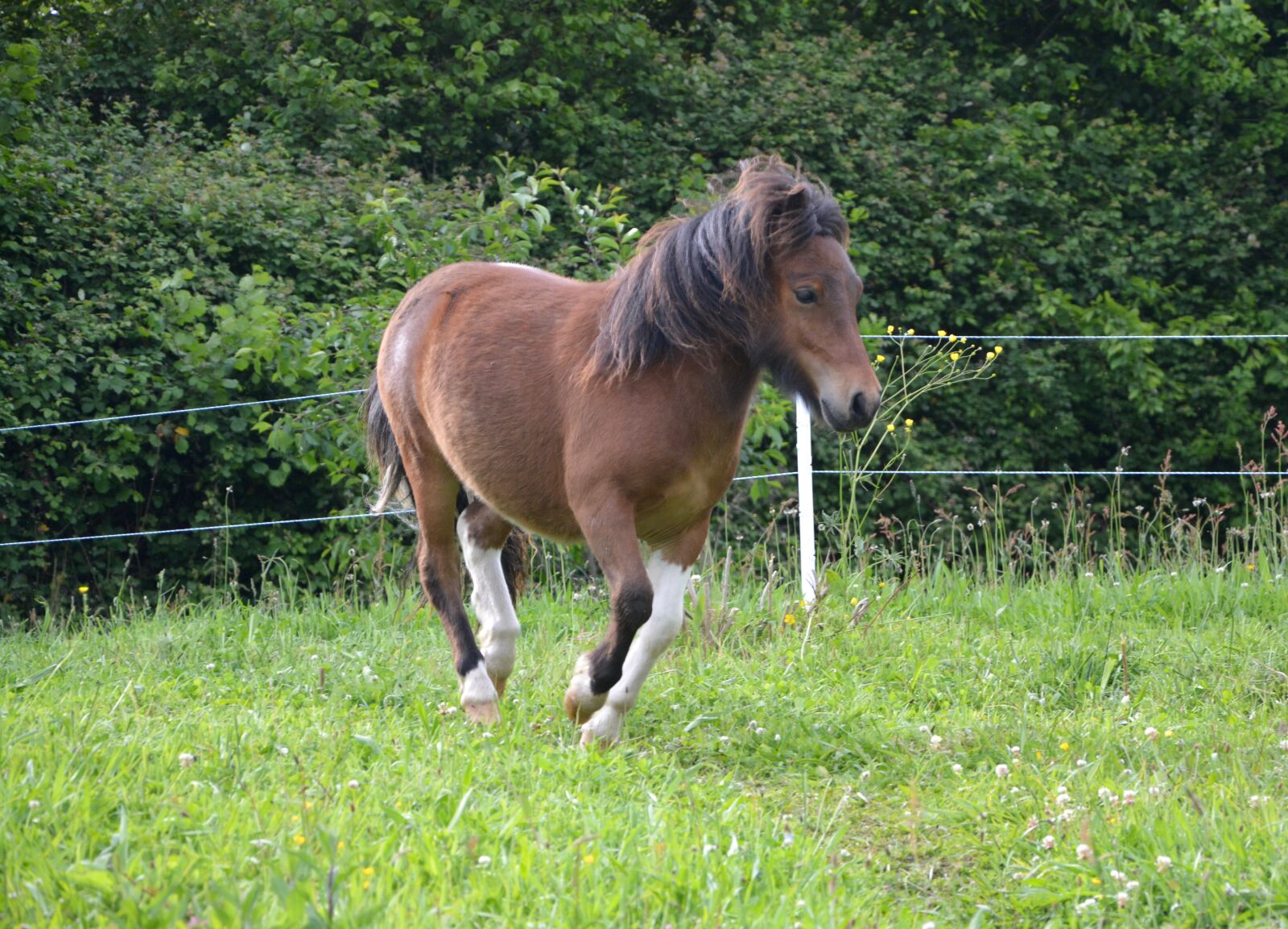 Nikon D5200 sample photo. Shetland pony, running, run photography