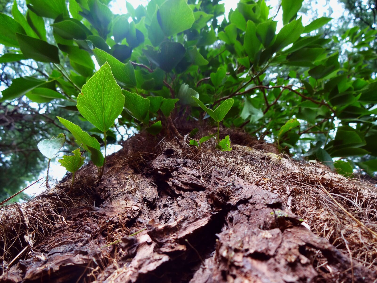 Sony DSC-WX150 sample photo. Tree, green, leaf photography