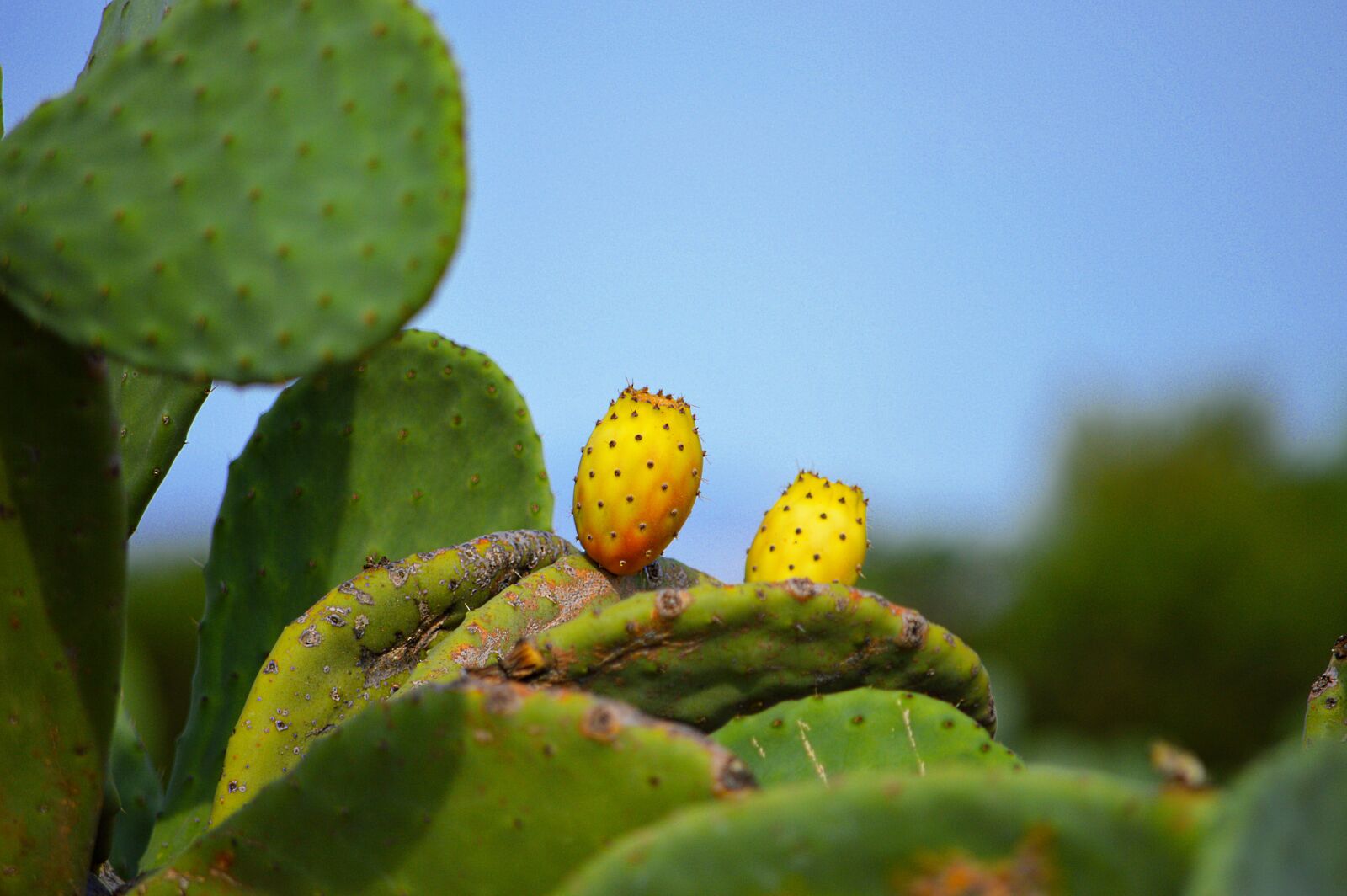 Nikon D3200 sample photo. Prickly pears, fruit, prickly photography