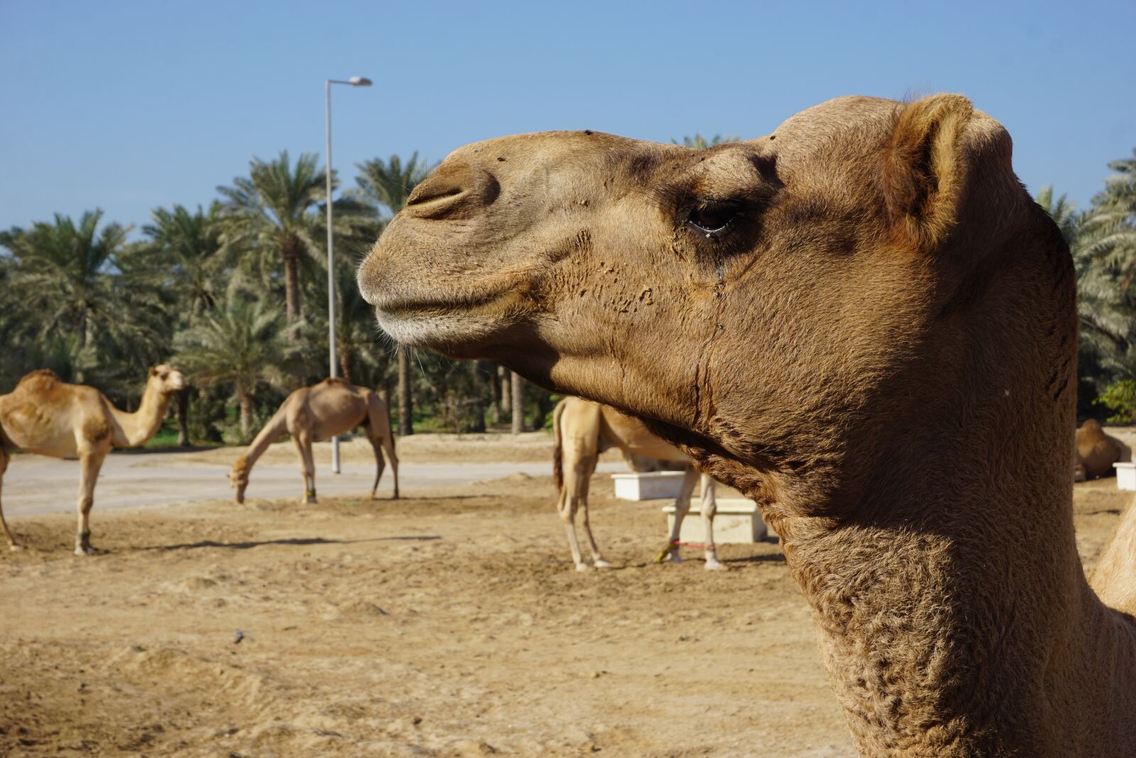 Sony a6000 sample photo. Camel, animal, portrait photography