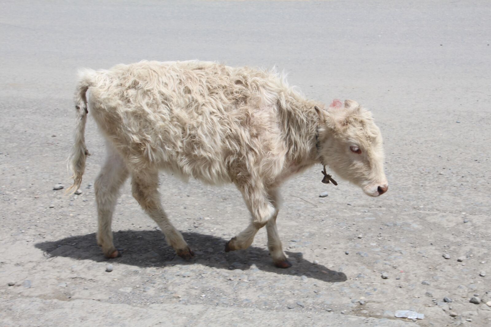 Canon EOS 700D (EOS Rebel T5i / EOS Kiss X7i) sample photo. Cow, calf, beef photography