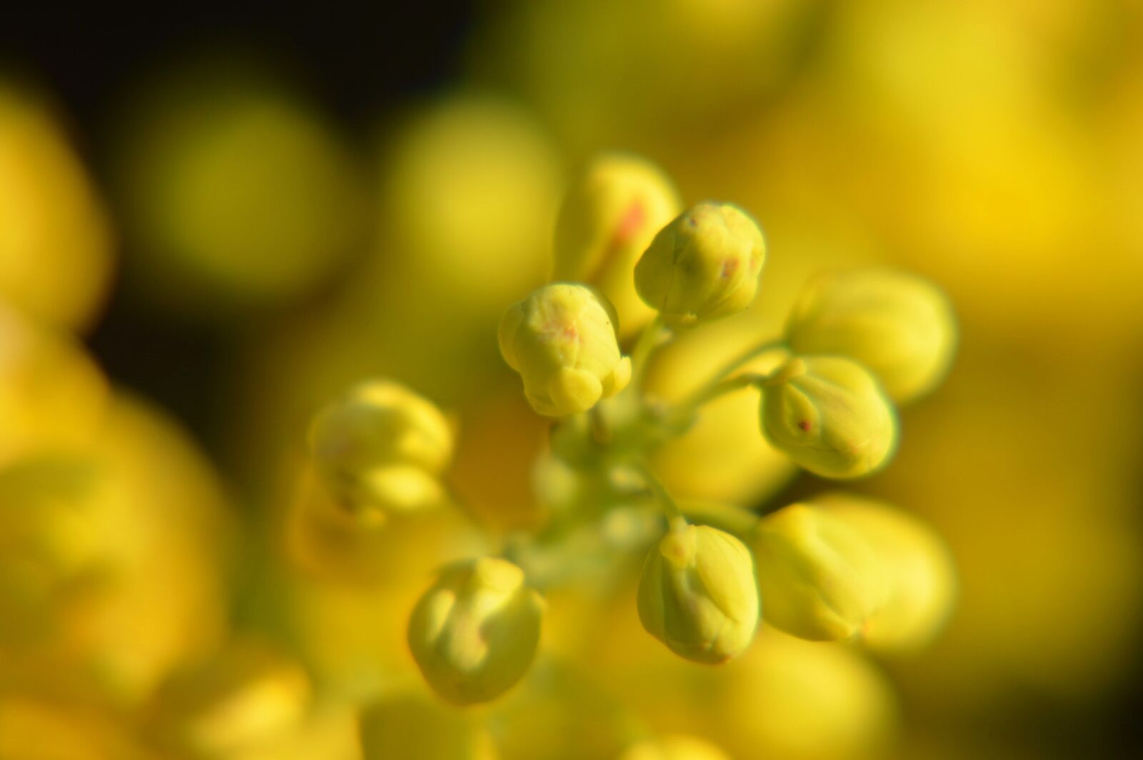 Nikon D3200 sample photo. Mahonia, shrub, berries photography