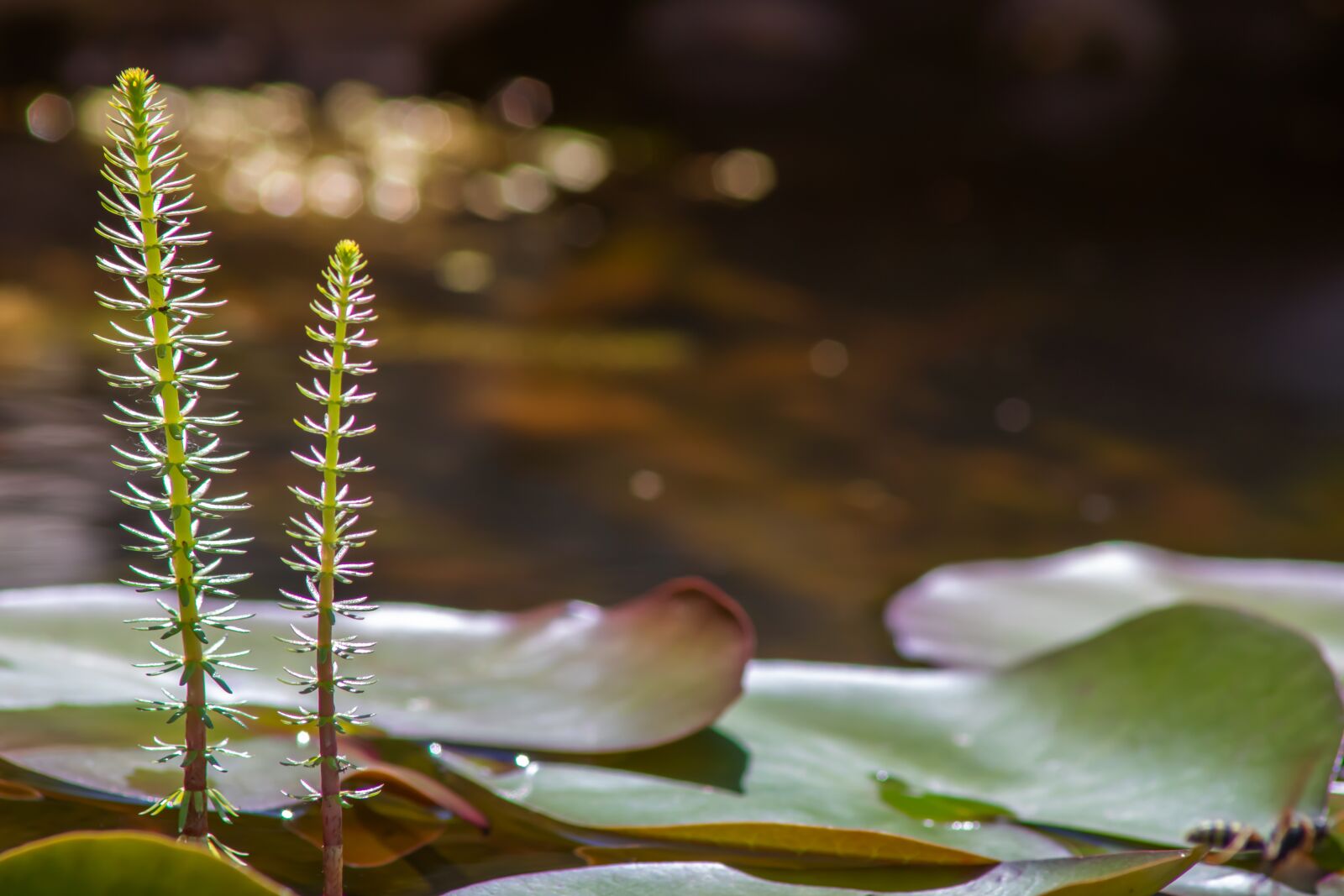 Canon EOS 80D sample photo. Pond, fir fronds, plant photography