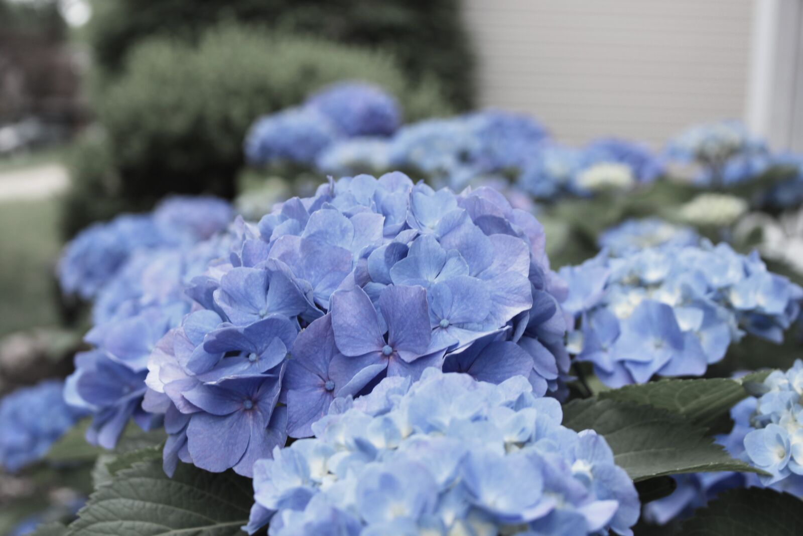 Canon EOS 500D (EOS Rebel T1i / EOS Kiss X3) sample photo. Back, light, beautiful, flowers photography