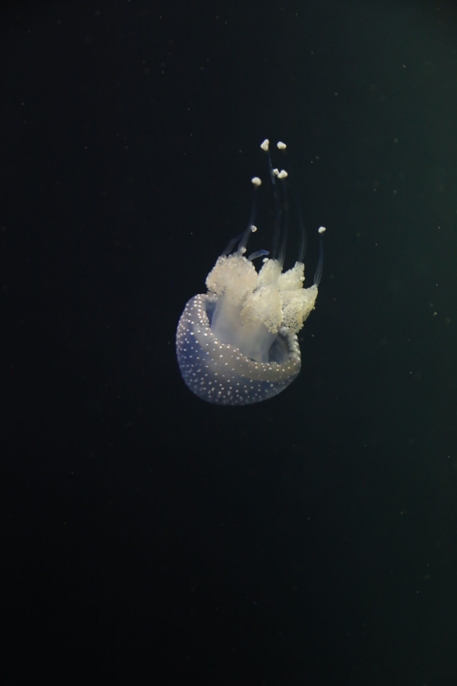 Canon EOS 6D + Canon EF 24-105mm F4L IS USM sample photo. Jellyfish, floating, underwater photography