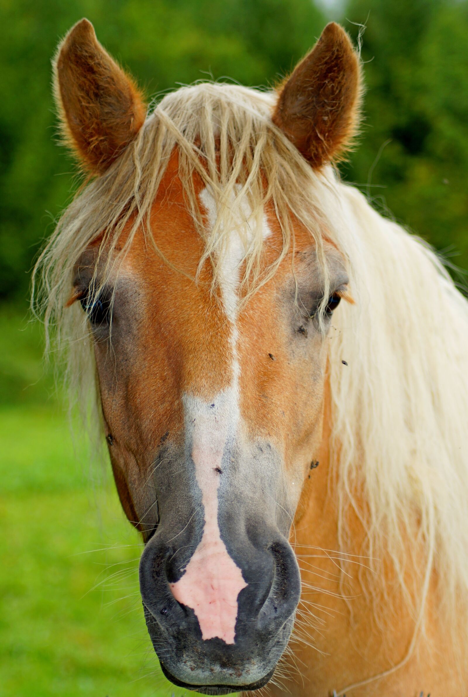 Sony SLT-A58 sample photo. Horse, animal, nature photography