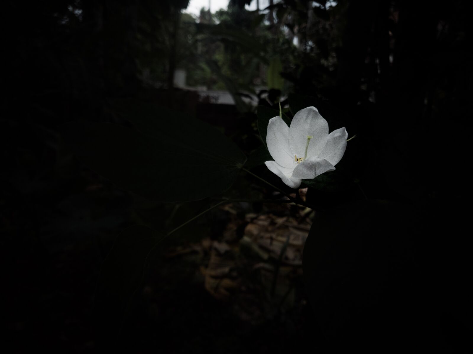 OnePlus A6000 sample photo. Lonely, flower, flower lonely photography
