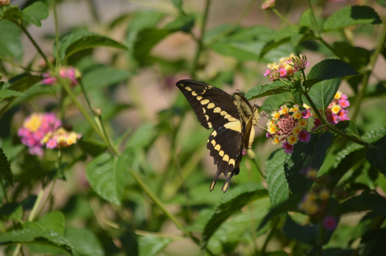 Nikon D3200 sample photo. Butterfly, flowers, garden photography