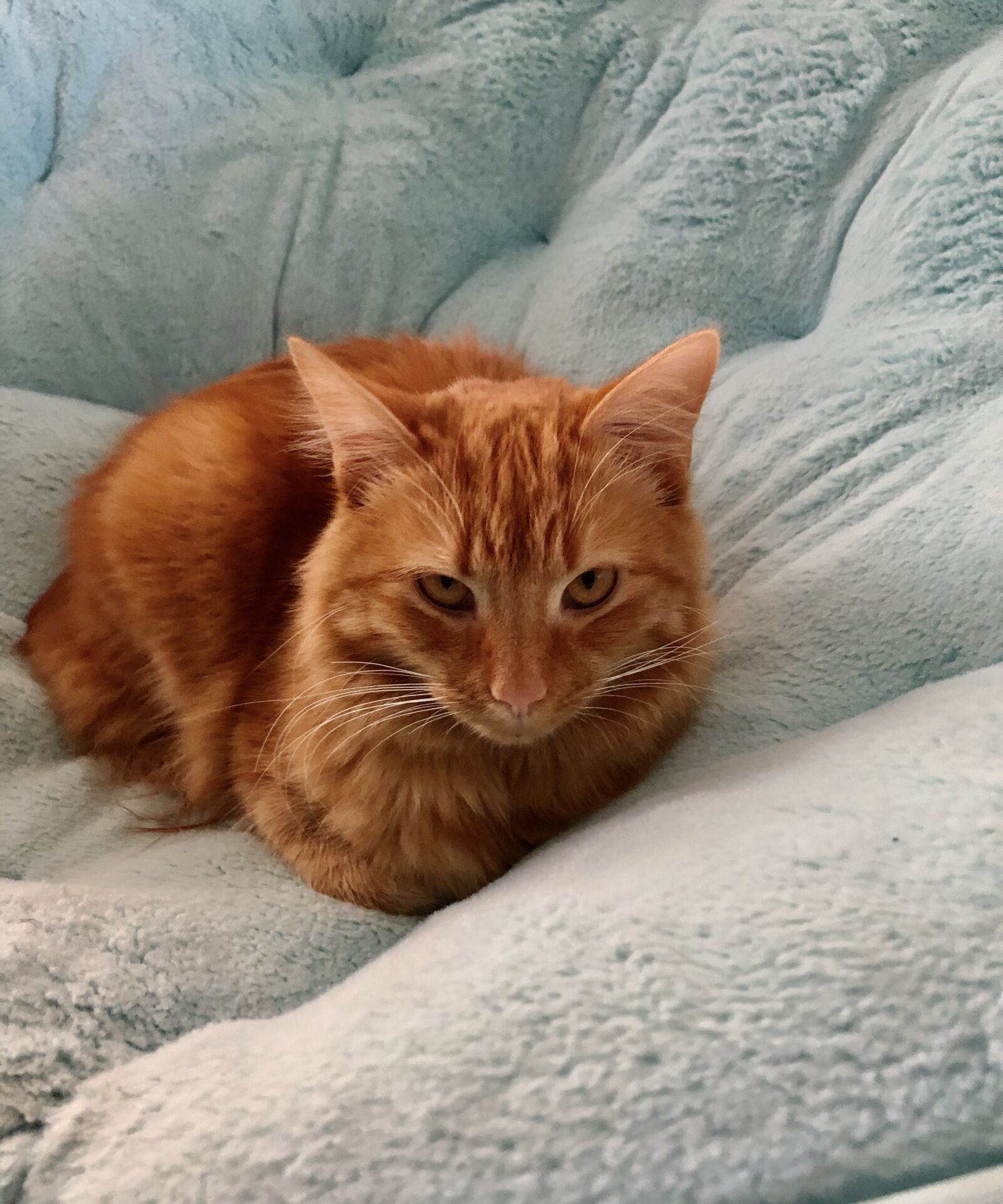 iPhone 8 back camera 3.99mm f/1.8 sample photo. Cats, are, cute photography