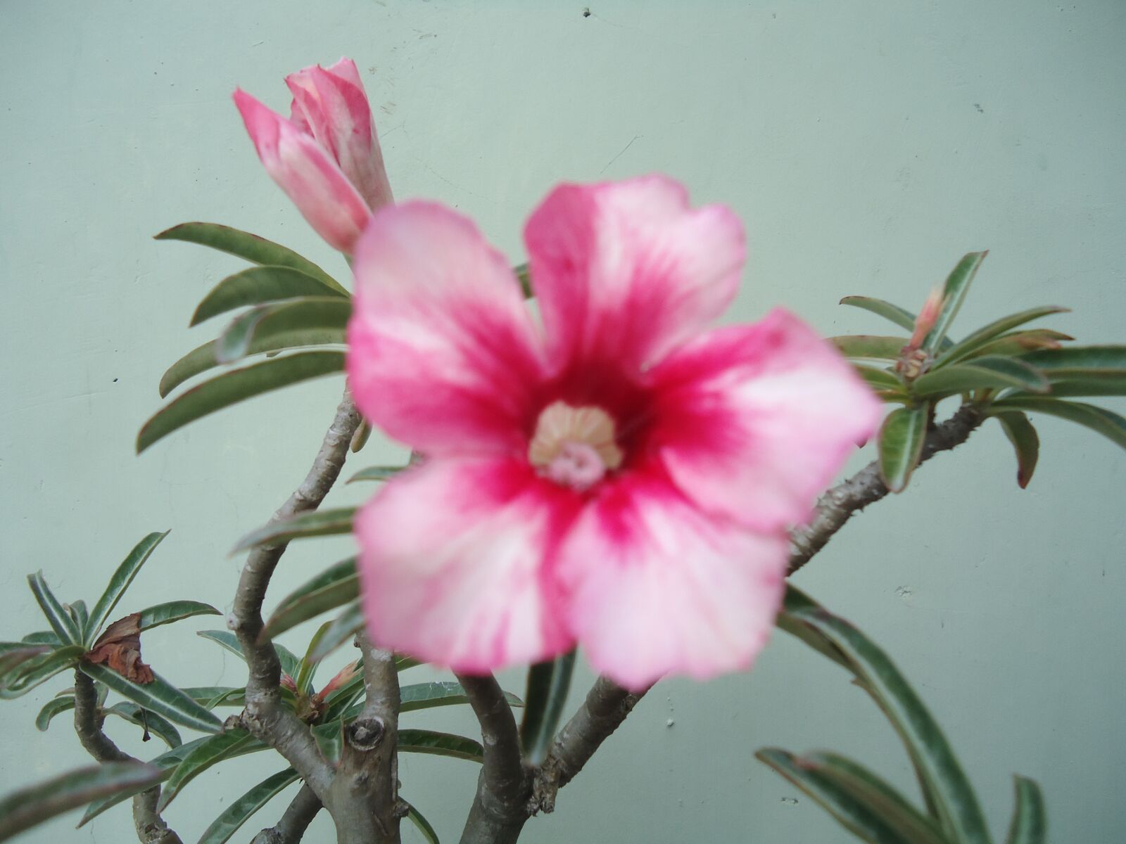 Sony Cyber-shot DSC-W320 sample photo. Pink, flower, romantic photography